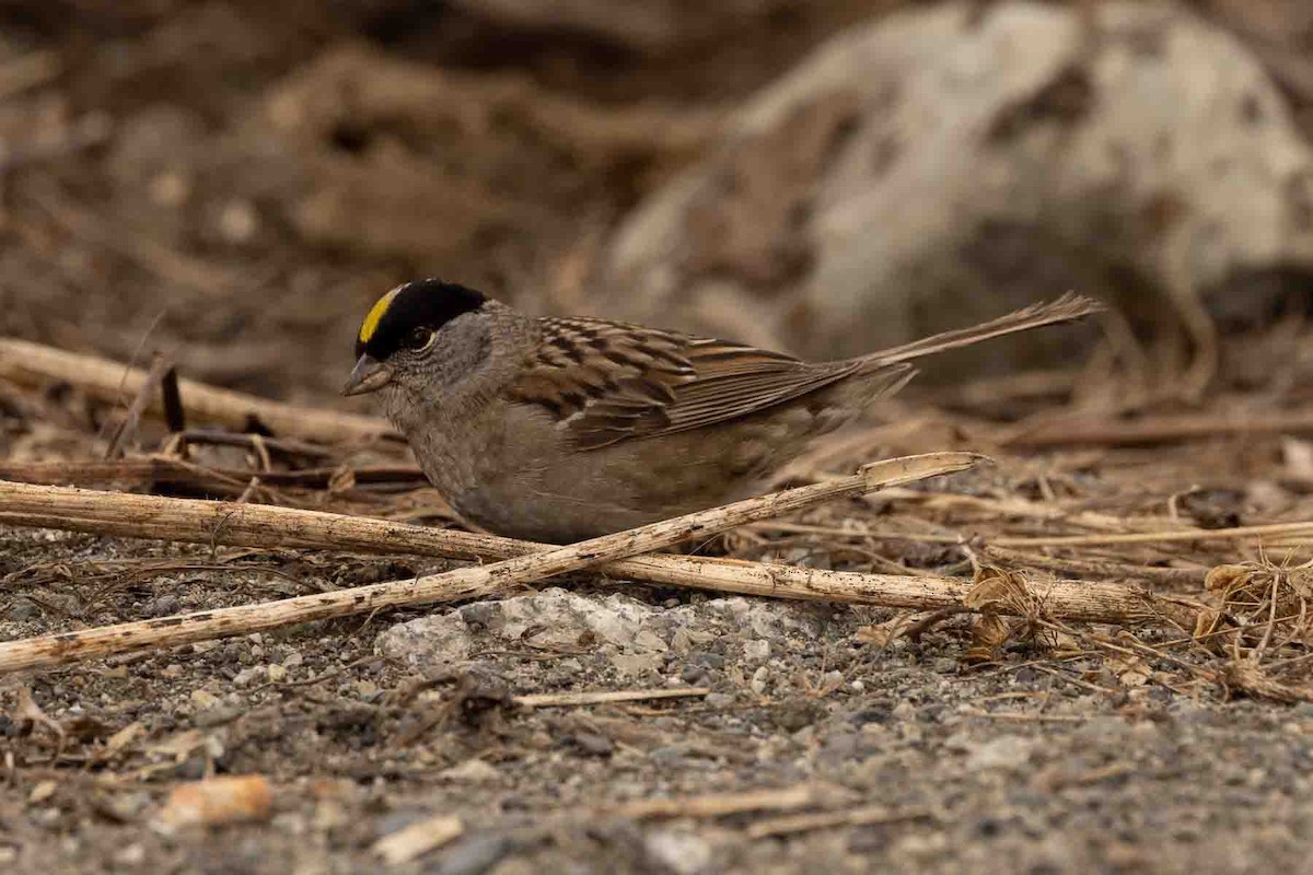 Golden-crowned Sparrow - ML589708121