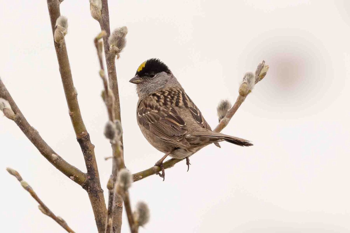 Golden-crowned Sparrow - ML589708131