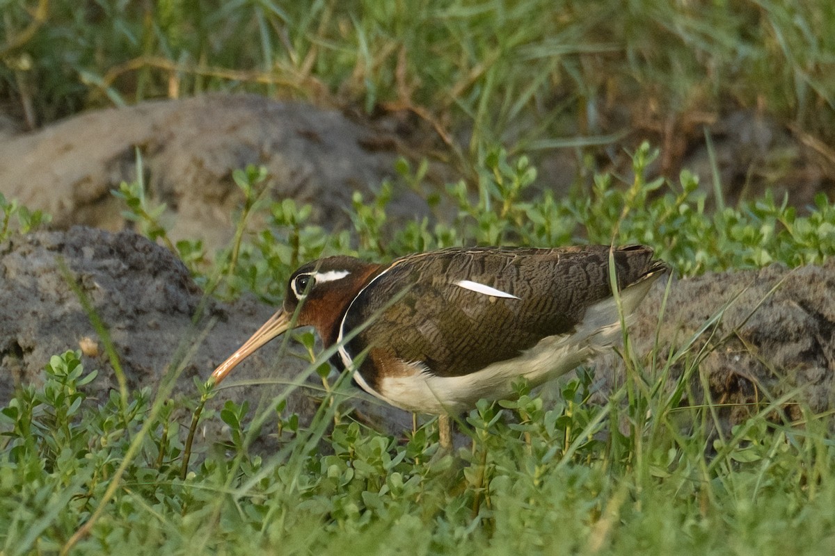 Greater Painted-Snipe - ML589710581