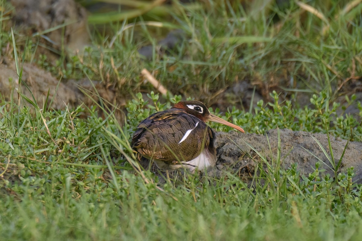 Greater Painted-Snipe - ML589710591