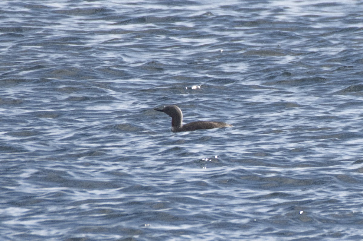 Red-throated Loon - ML589710831