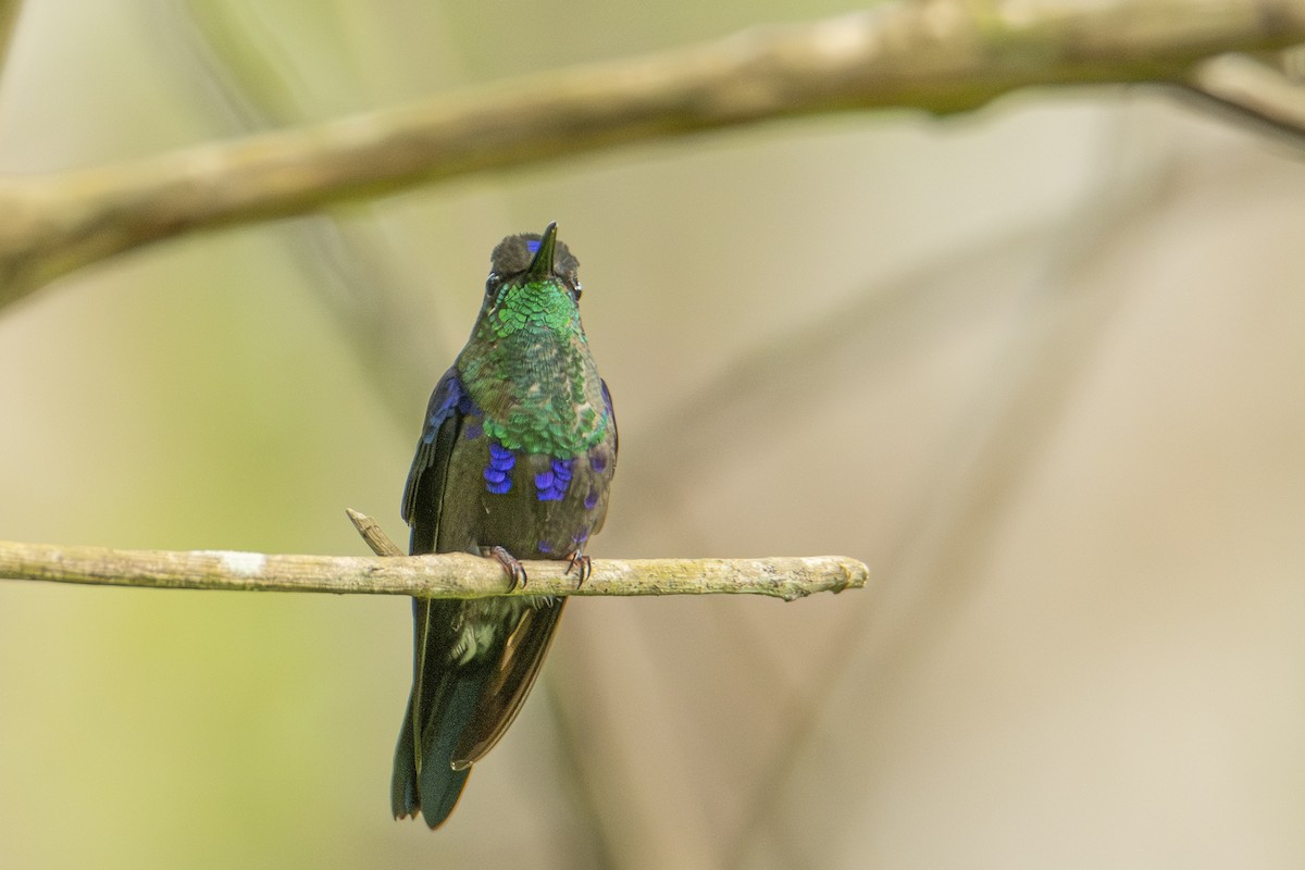 Violet-bellied Hummingbird - ML589716591