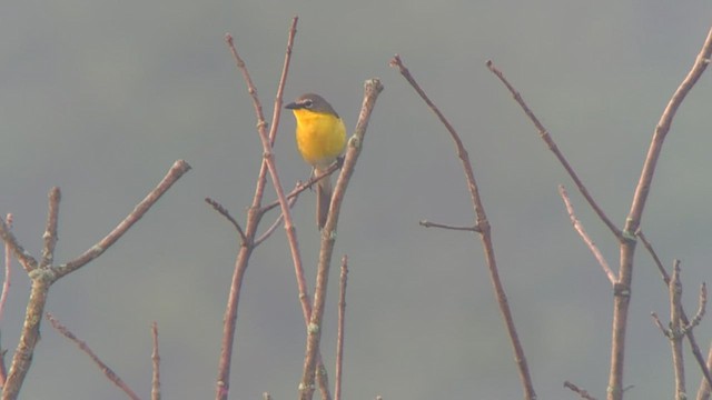 Yellow-breasted Chat - ML589716761