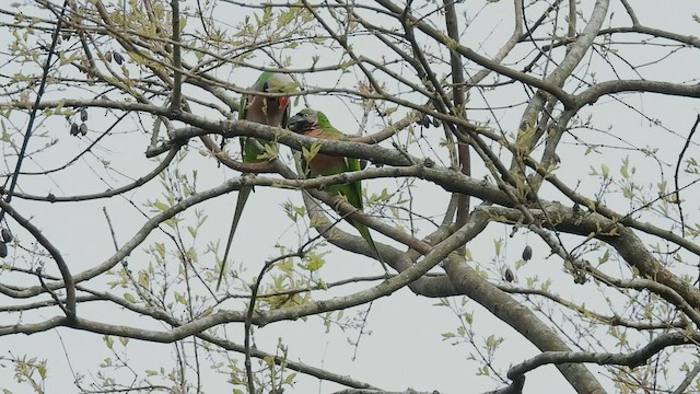 Red-breasted Parakeet - ML589717261