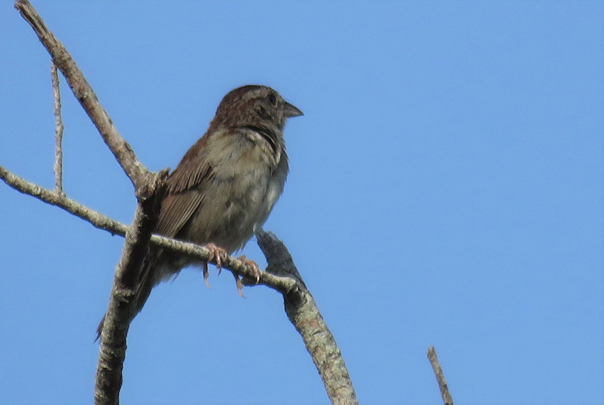 Bachman's Sparrow - ML589722821