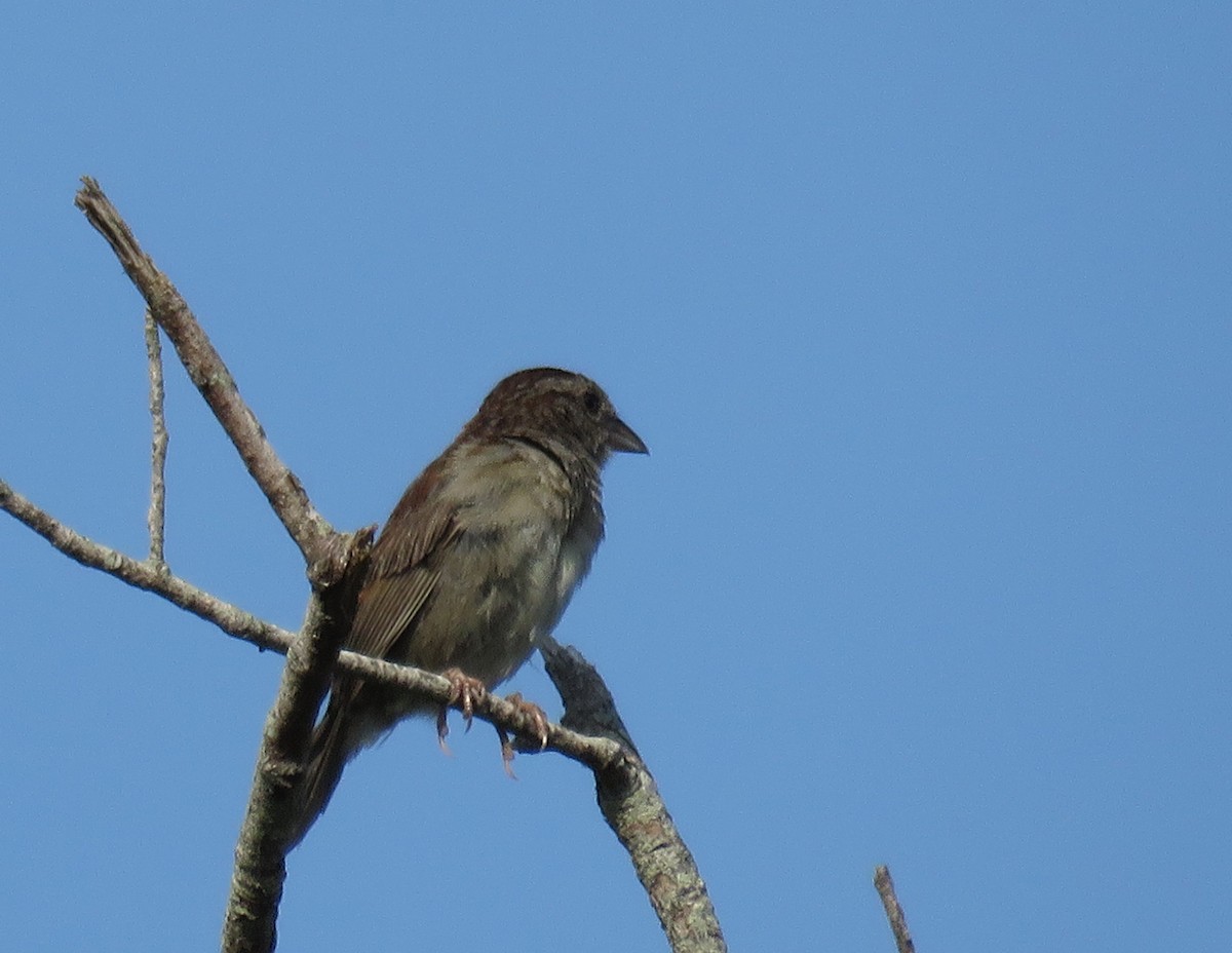 Bachman's Sparrow - ML589722851