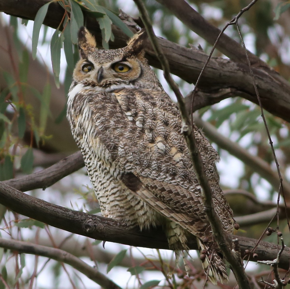 Great Horned Owl - ML589722991