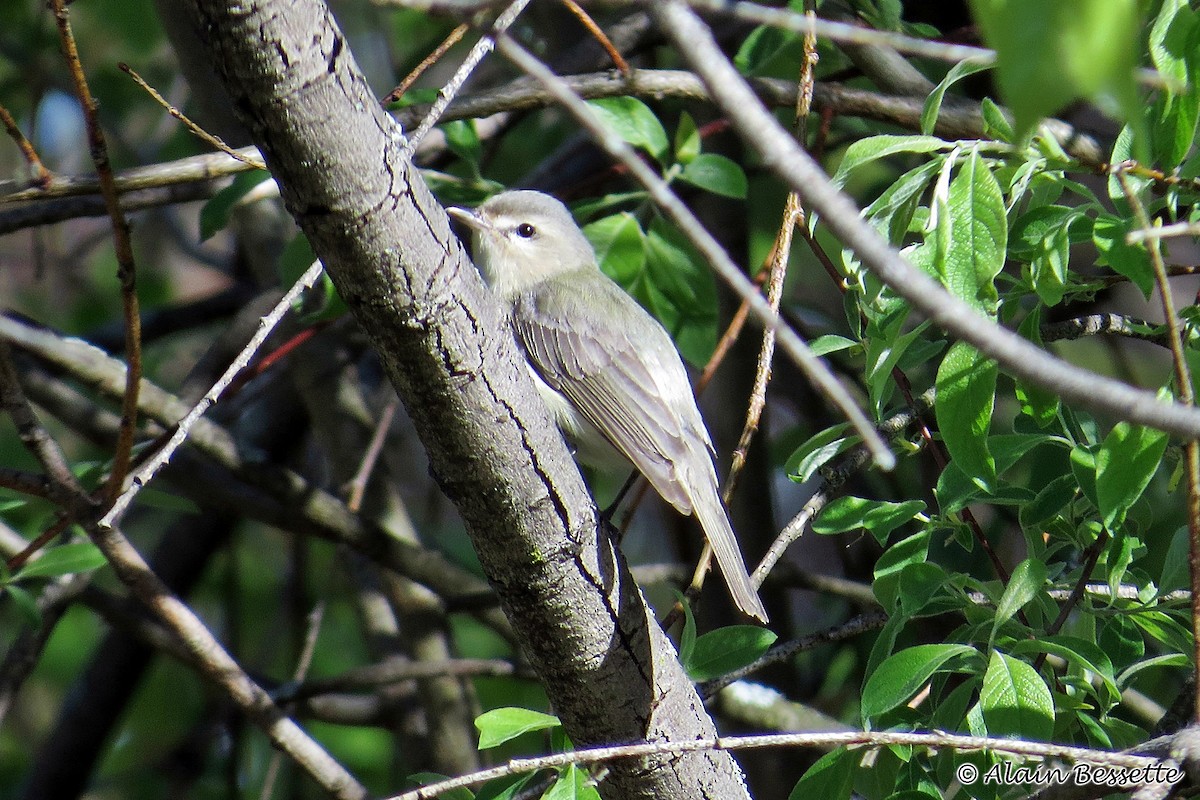 Warbling Vireo - Anonymous