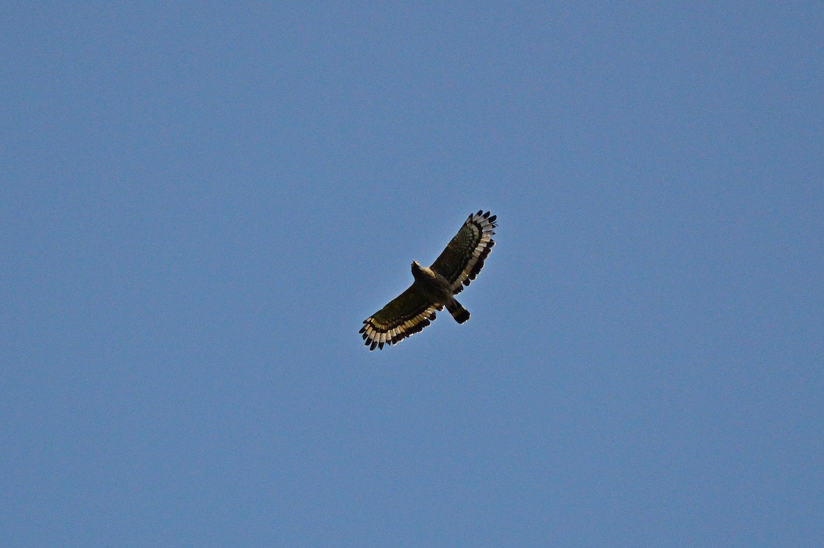 Crested Serpent-Eagle - ML589725551