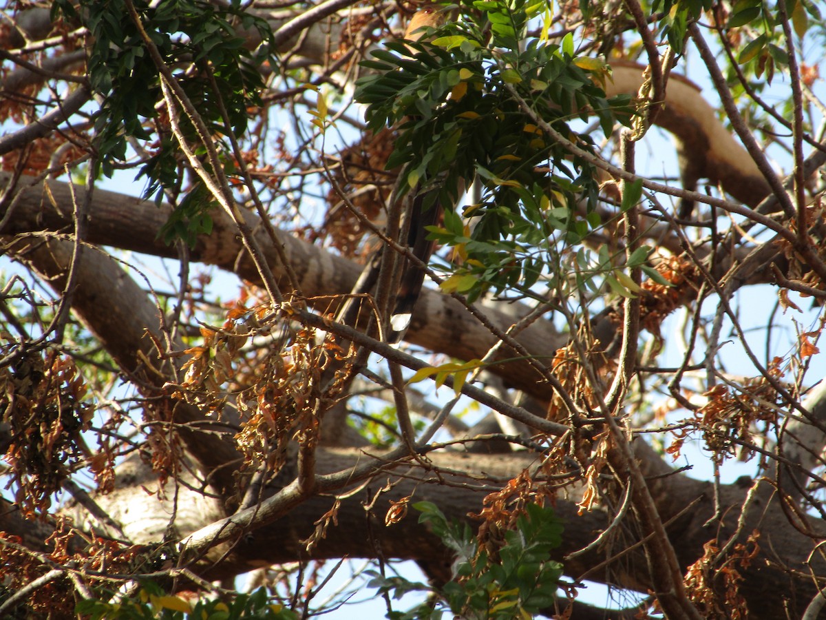 Squirrel Cuckoo - ML589729081