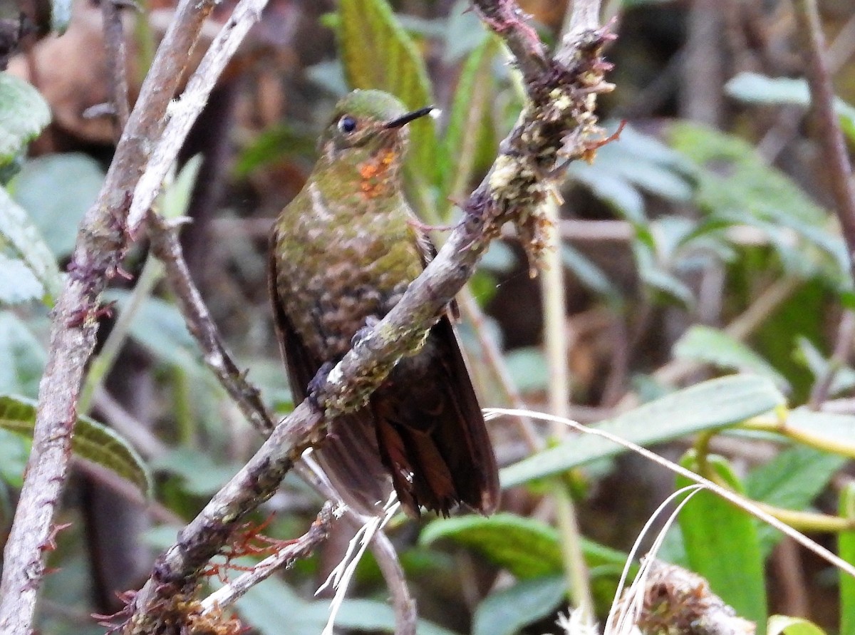Fire-throated Metaltail - ML589730251