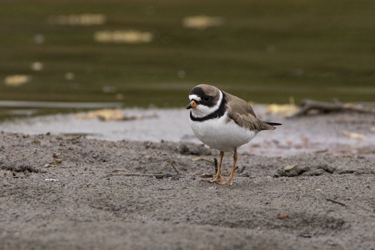 Semipalmated Plover - ML58973041