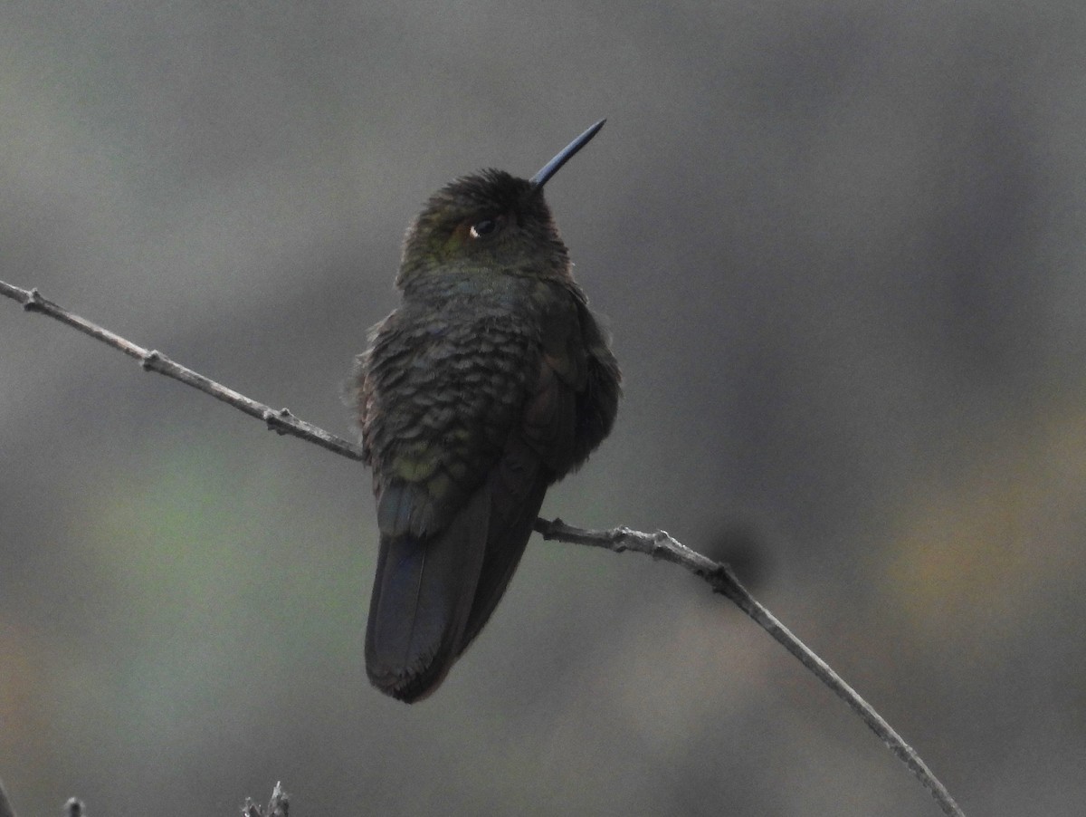 Fire-throated Metaltail - ML589733761