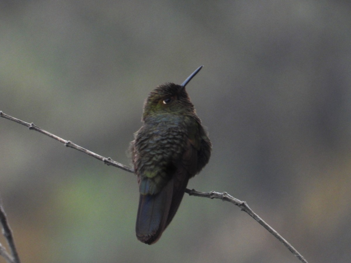 Fire-throated Metaltail - ML589734291