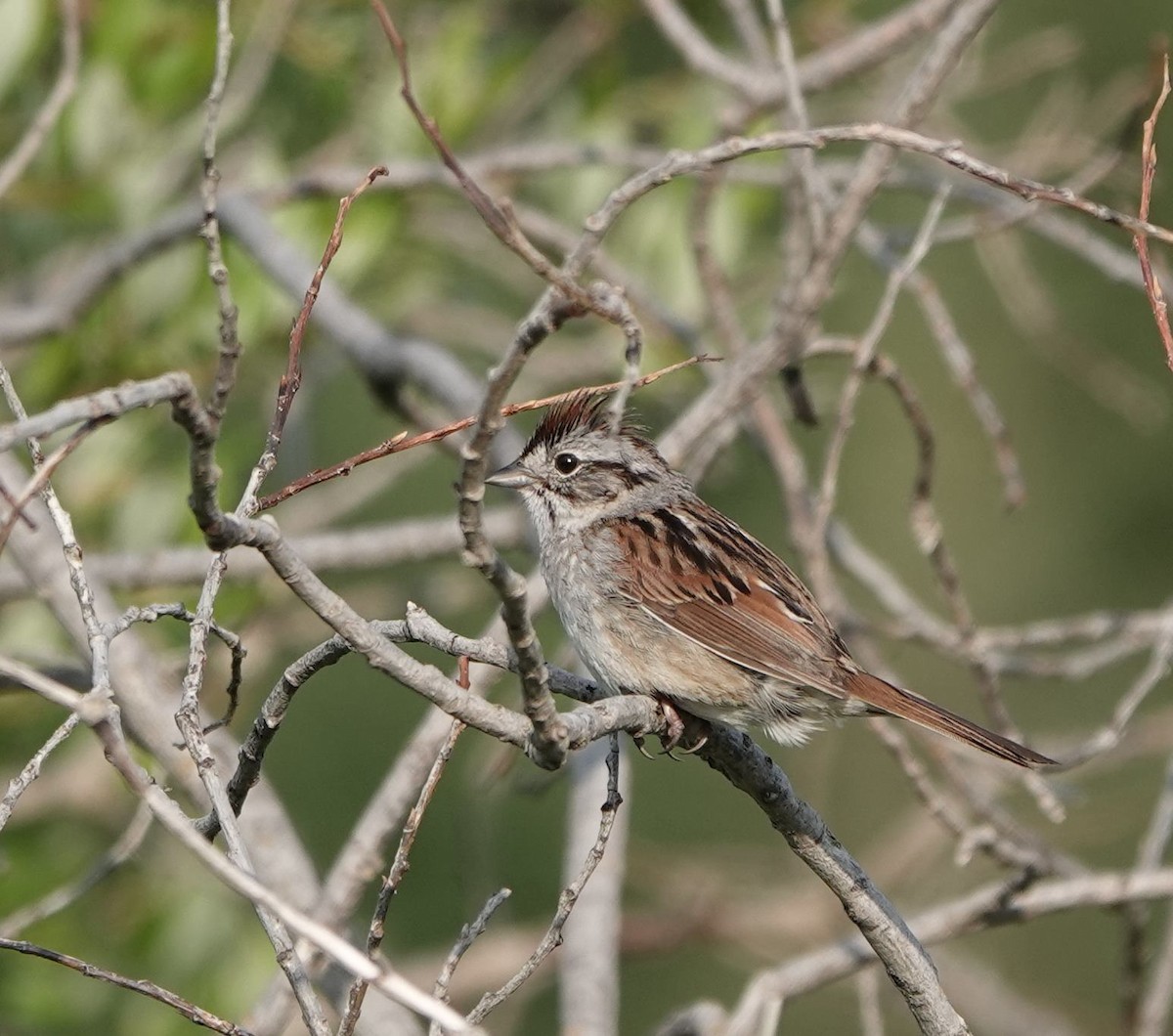 Swamp Sparrow - ML589738791