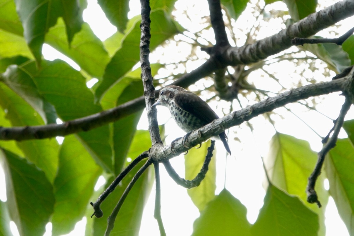 Speckled Piculet - ML589740121