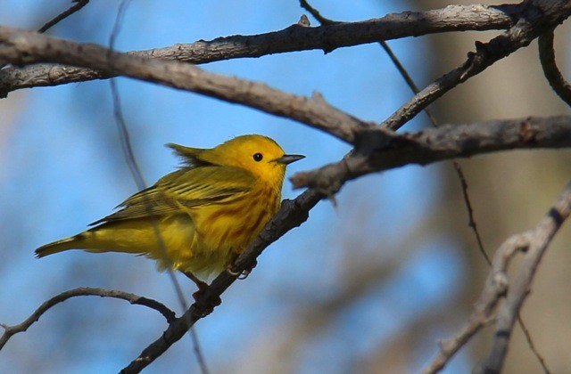 Yellow Warbler - L. Shay
