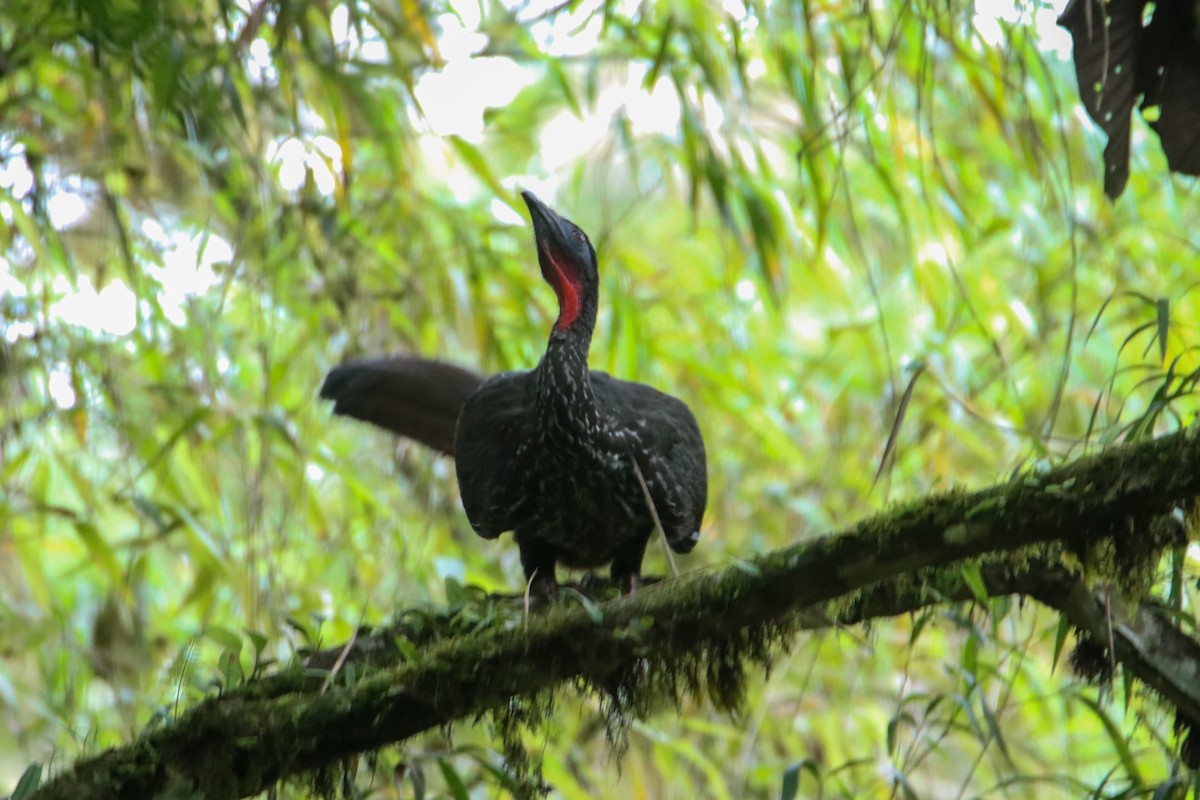 Crested Guan - ML589742761