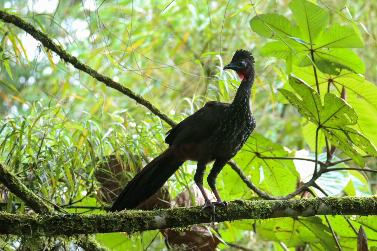 Crested Guan - ML589742771