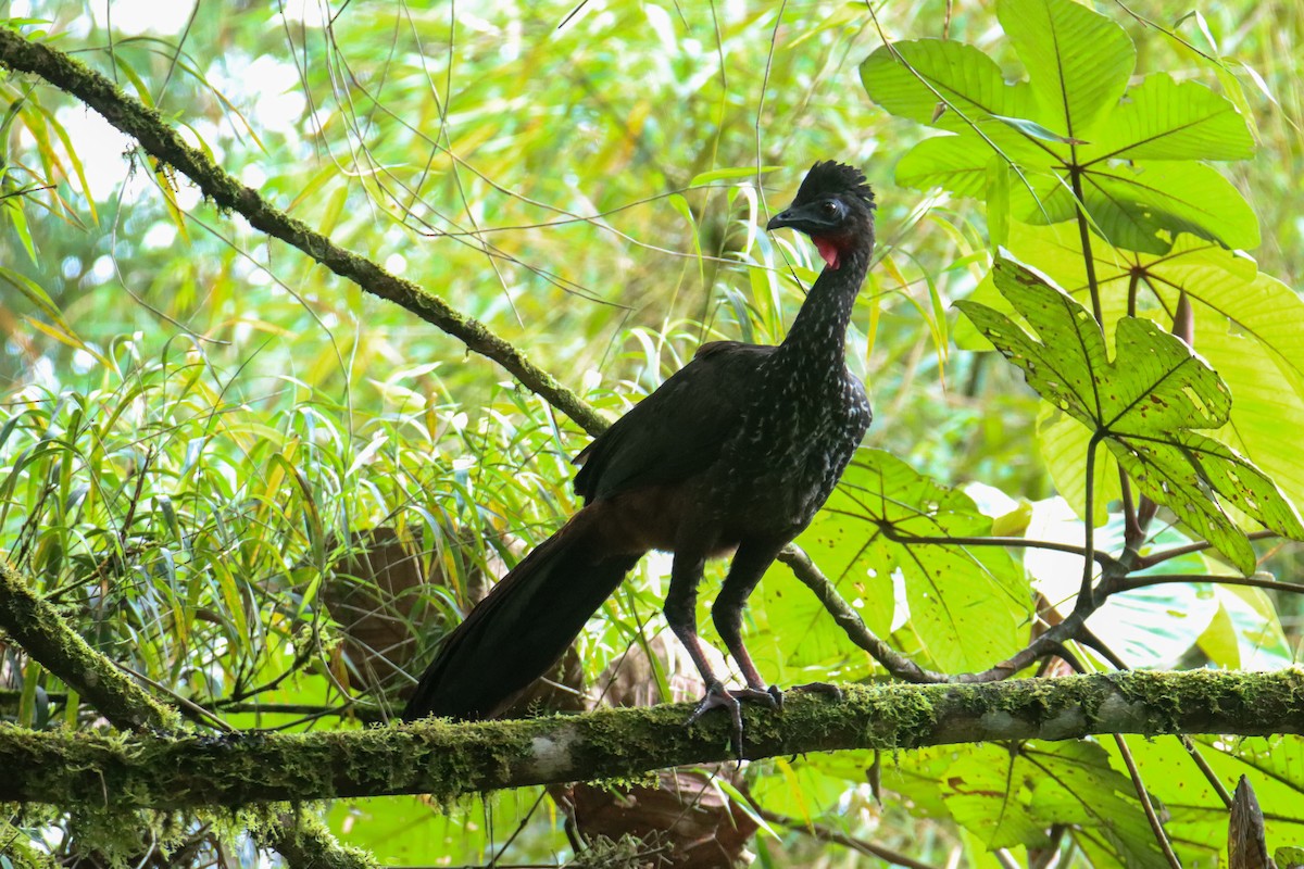 Crested Guan - ML589742781