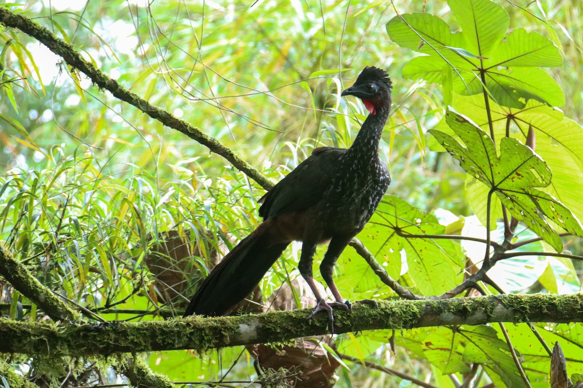 Crested Guan - ML589742791