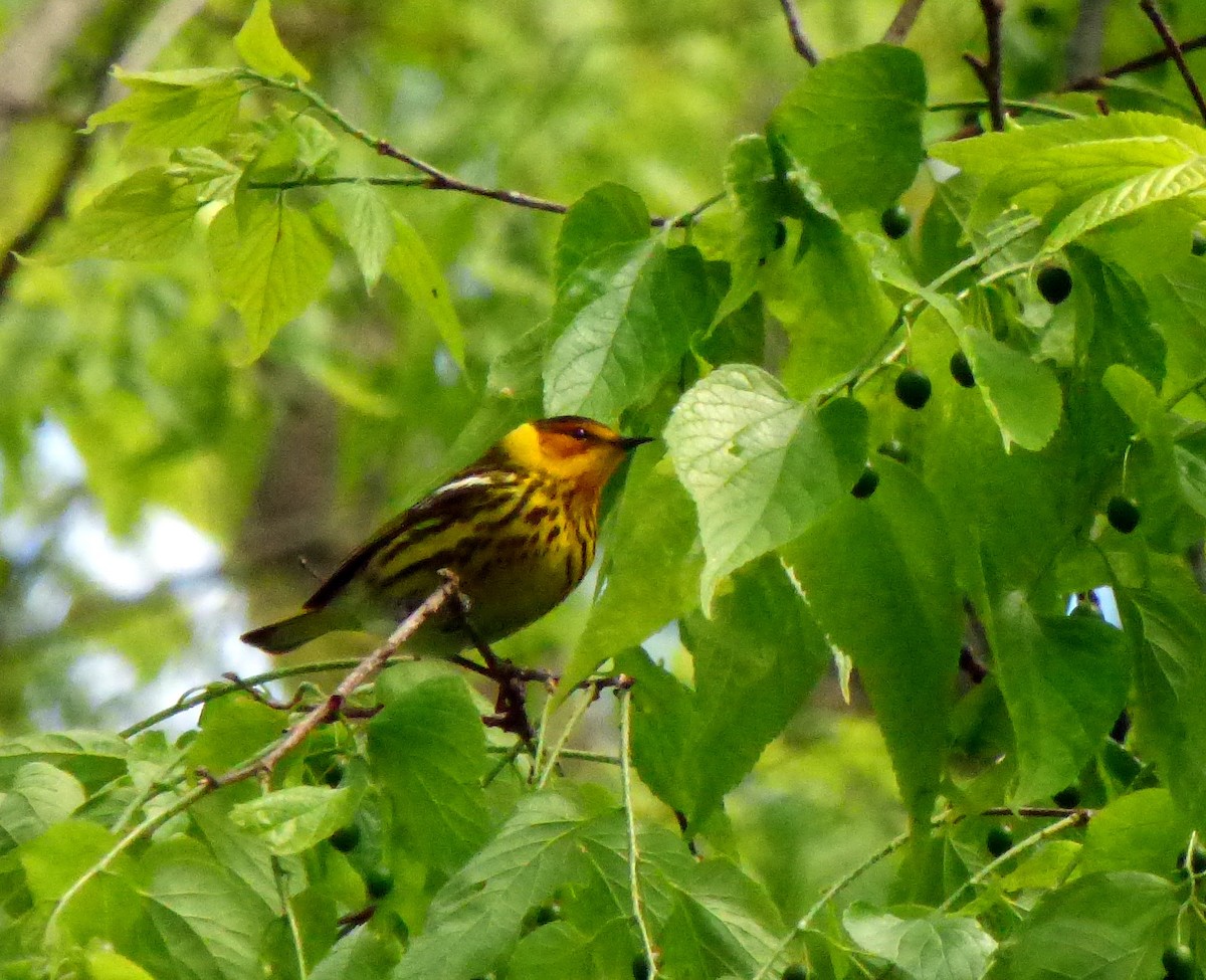 Cape May Warbler - ML58974281