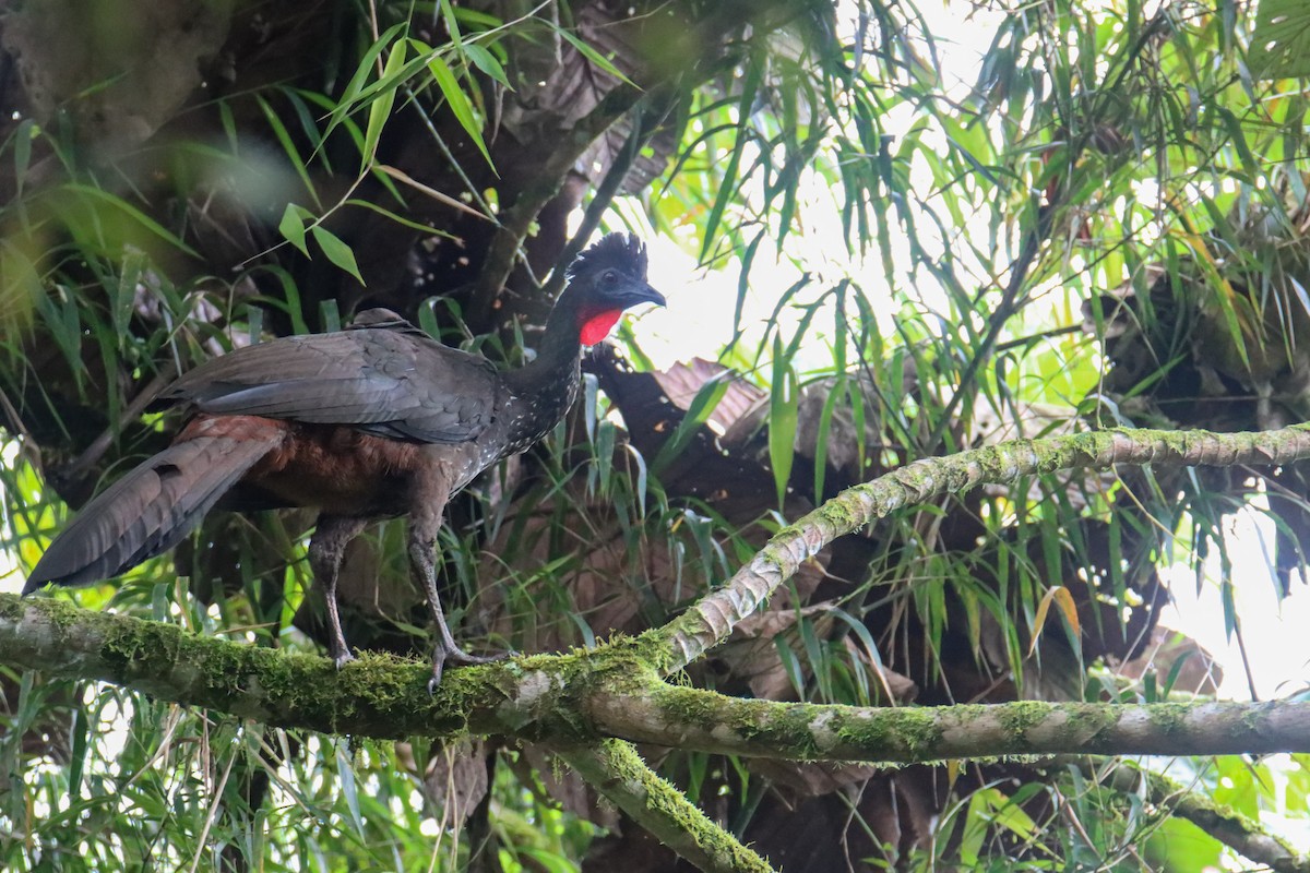 Crested Guan - ML589742841