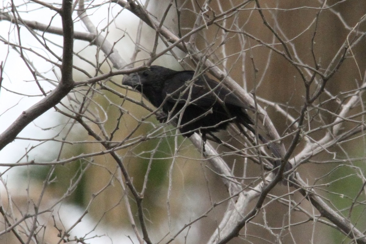 Groove-billed Ani - Dale Provost