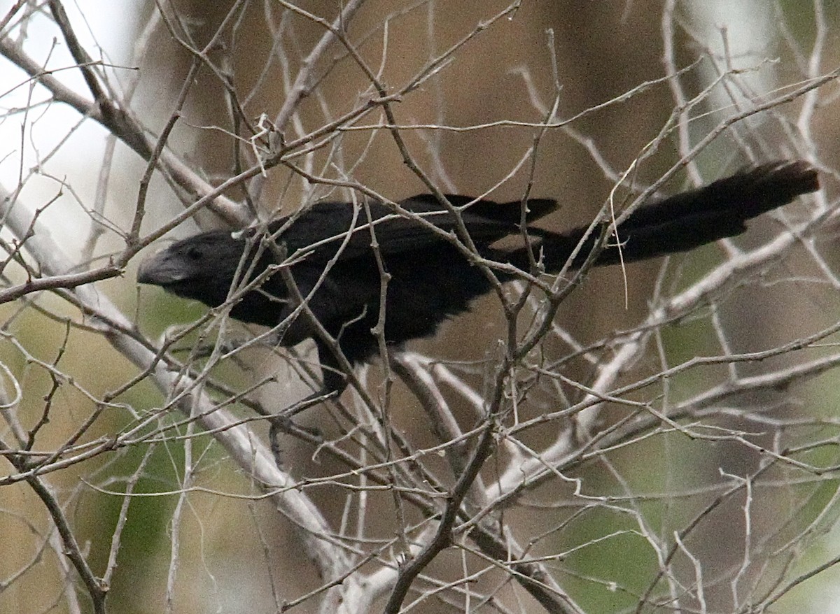 Groove-billed Ani - Dale Provost