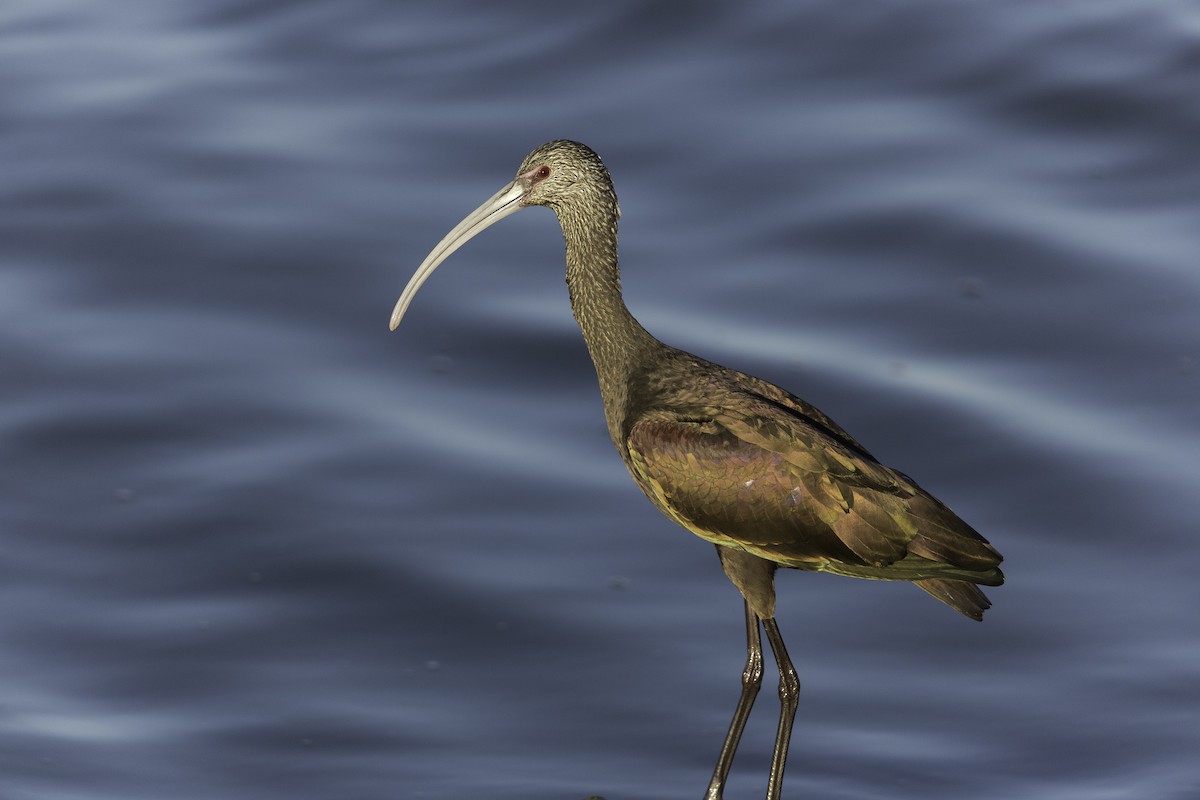ibis americký - ML589748511