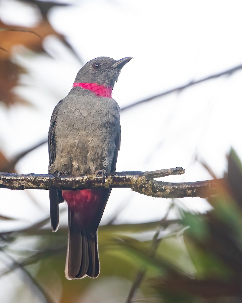 Rose-collared Piha - Jhonathan Miranda - Wandering Venezuela Birding Expeditions