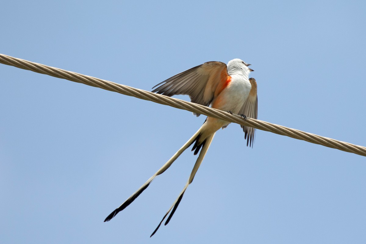 Scissor-tailed Flycatcher - ML589758151
