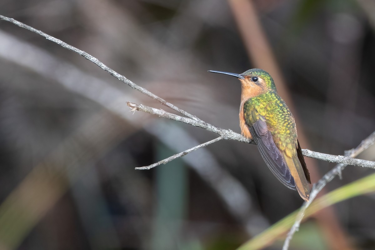 Rufous-breasted Sabrewing - Jhonathan Miranda - Wandering Venezuela Birding Expeditions