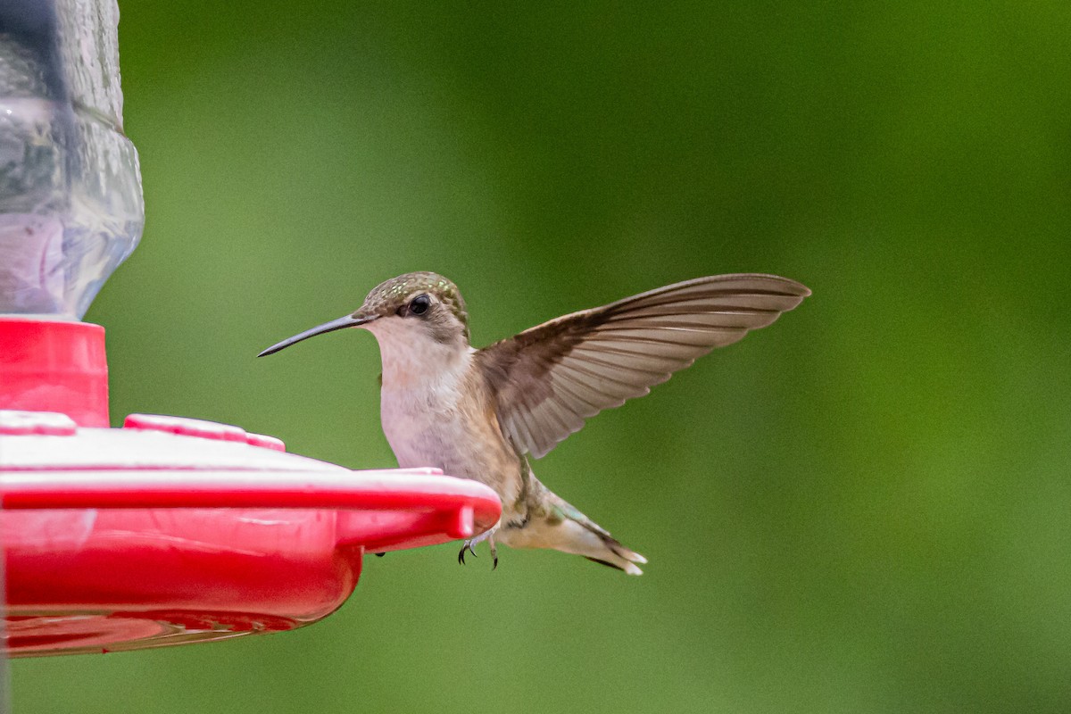 Ruby-throated Hummingbird - ML589761321