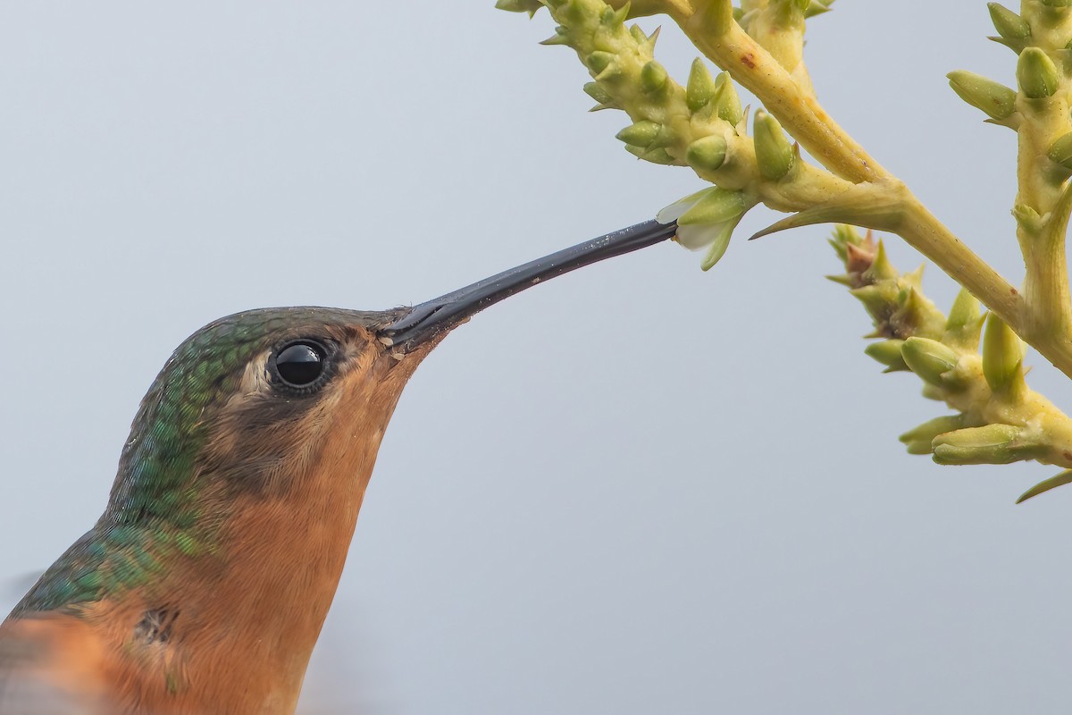 Rufous-breasted Sabrewing - ML589762711