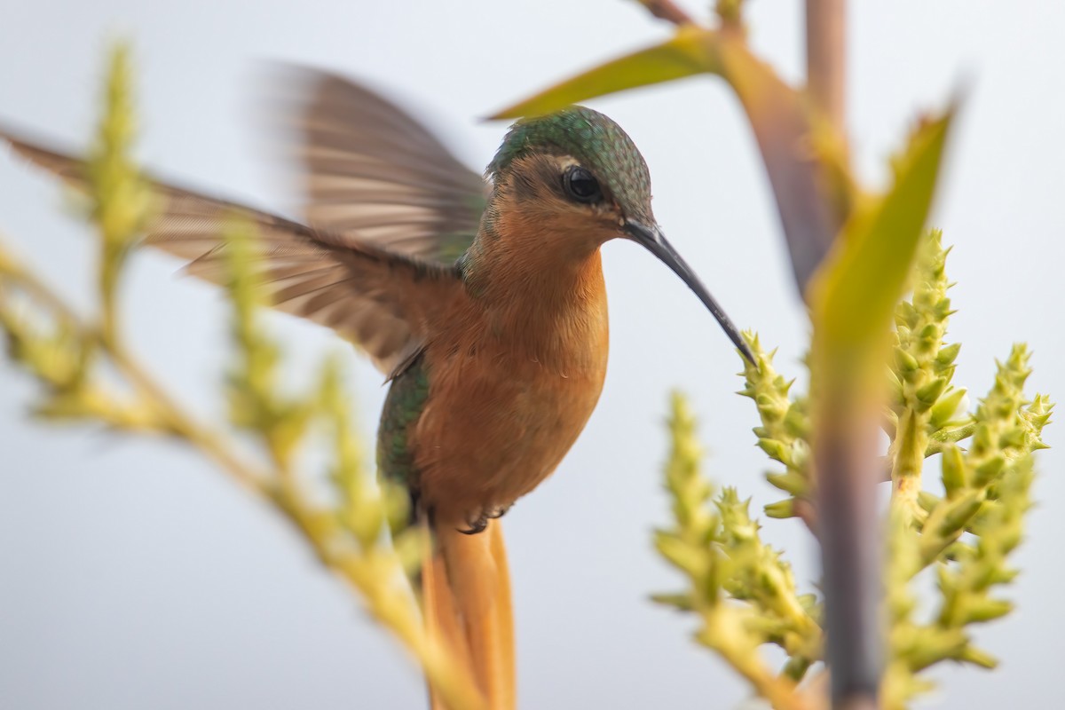 Rufous-breasted Sabrewing - ML589762721