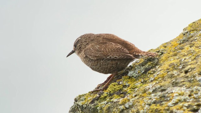 Pacific Wren (alascensis Group) - ML589763271