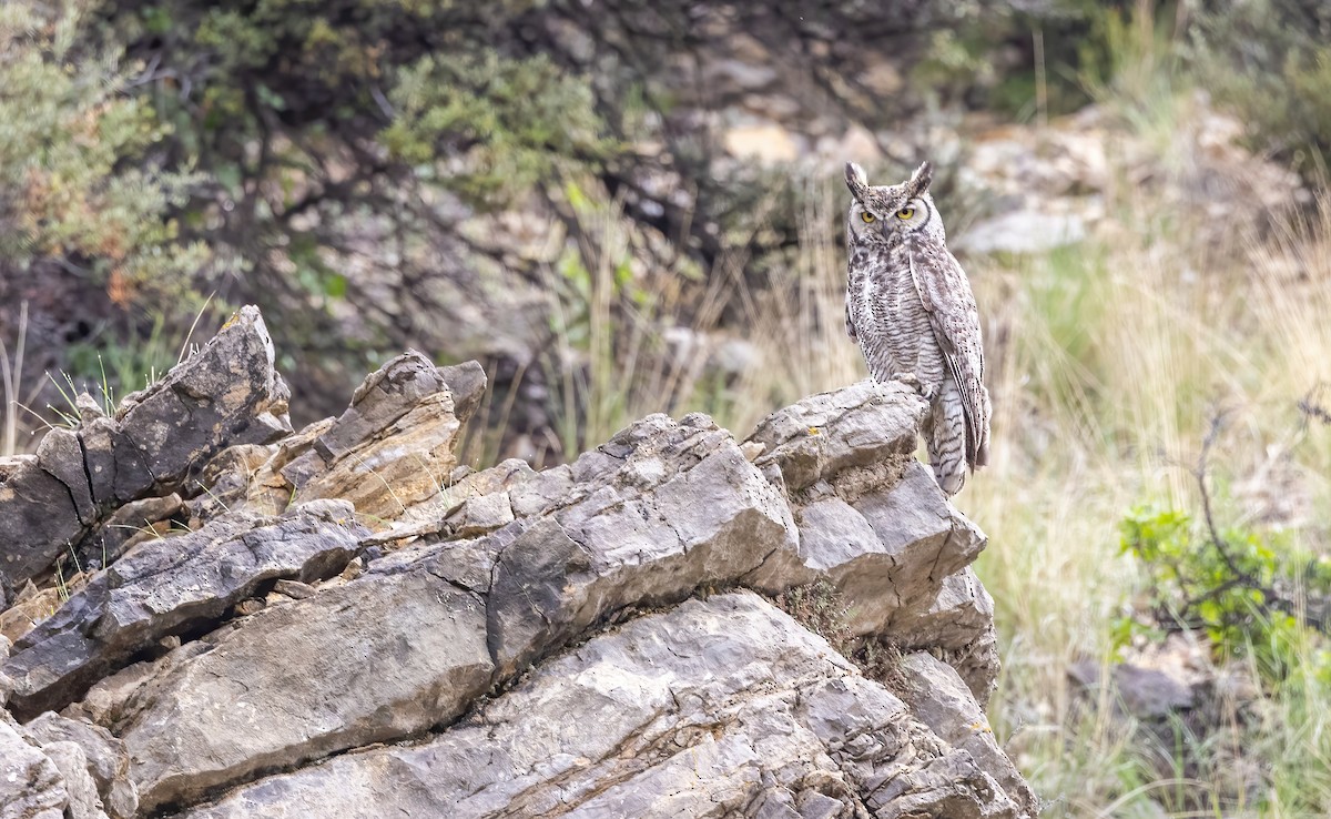 Great Horned Owl - ML589764091
