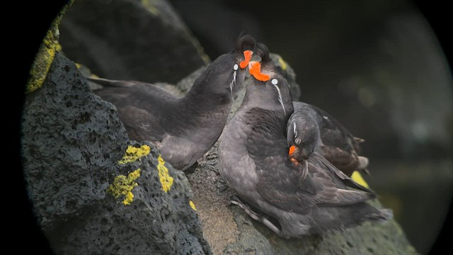Crested Auklet - ML589764811