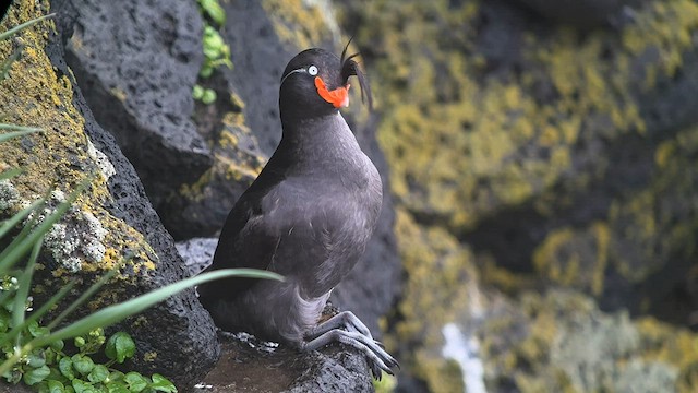 Crested Auklet - ML589764831