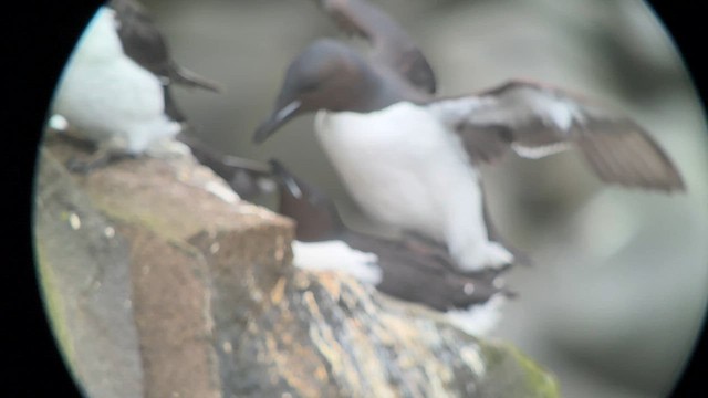 Thick-billed Murre - ML589765261