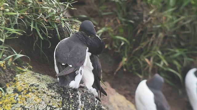 Thick-billed Murre - ML589765281