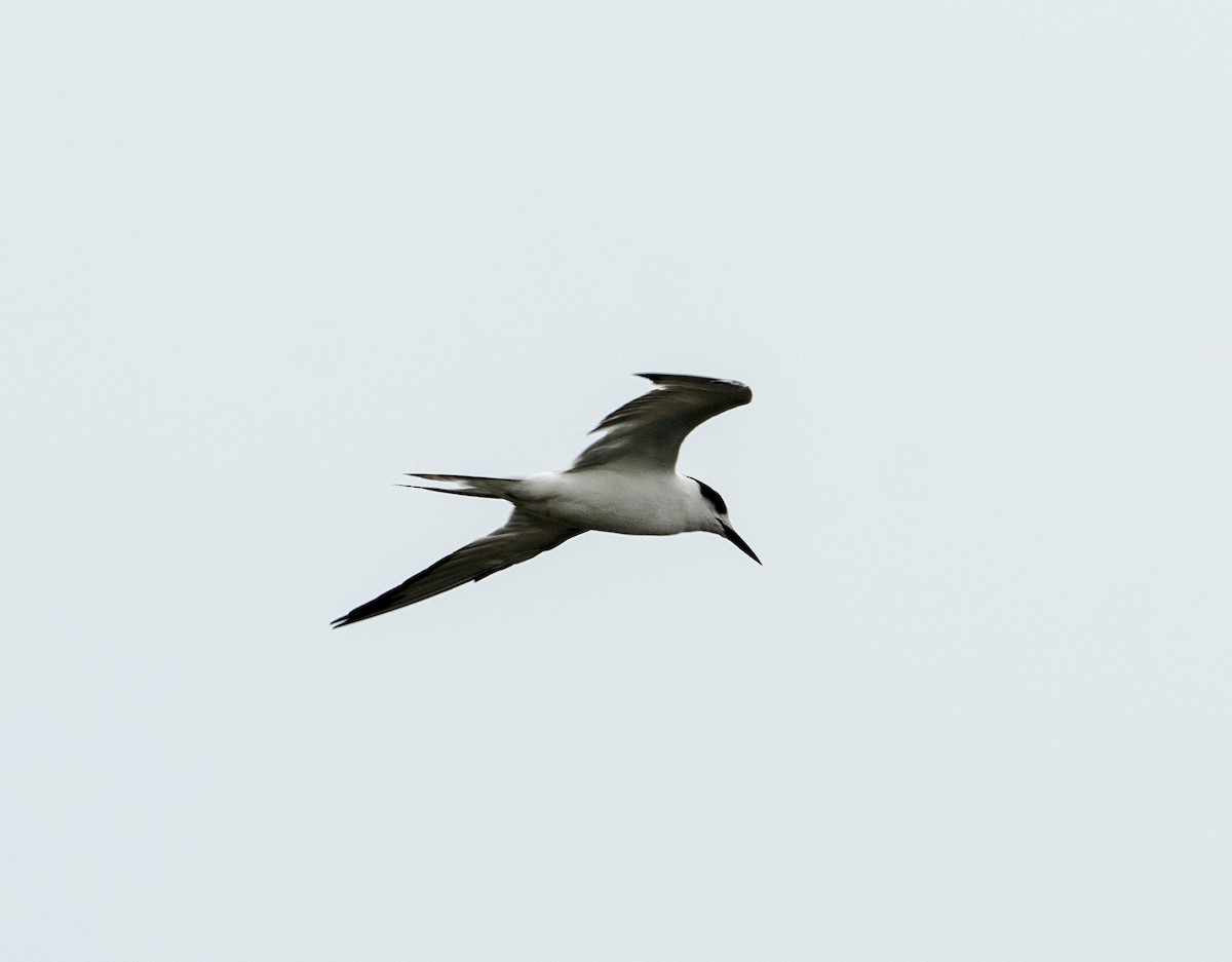 Common Tern - ML589767401