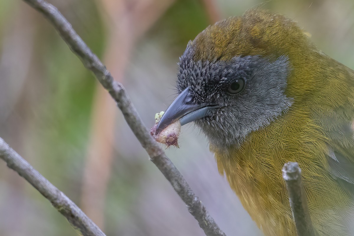 Olive-backed Tanager - ML589767811