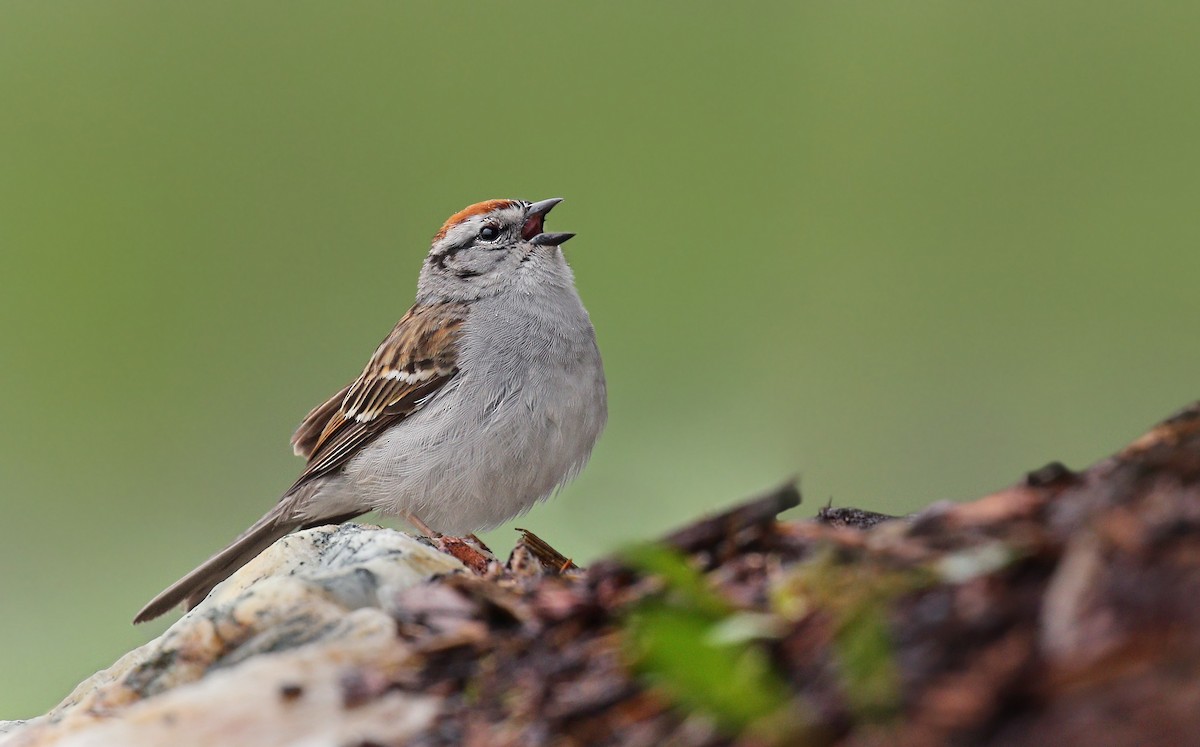 Chipping Sparrow - Ryan Schain