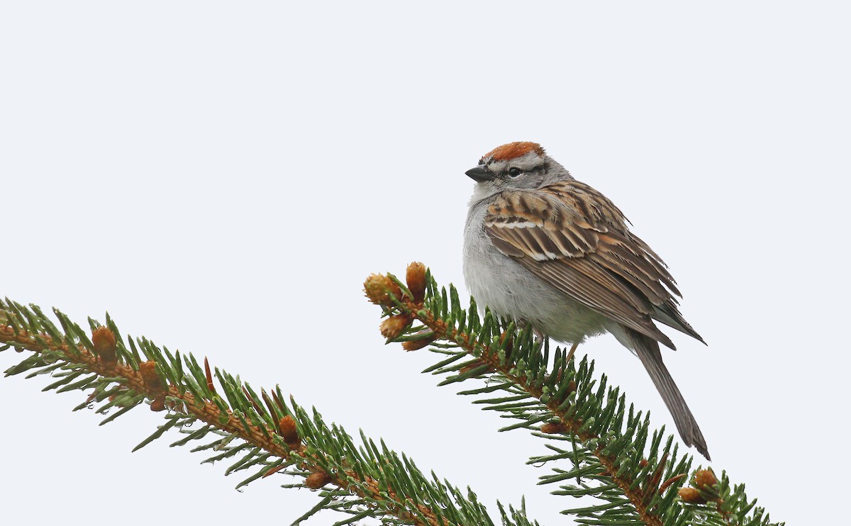 Chipping Sparrow - ML58976931