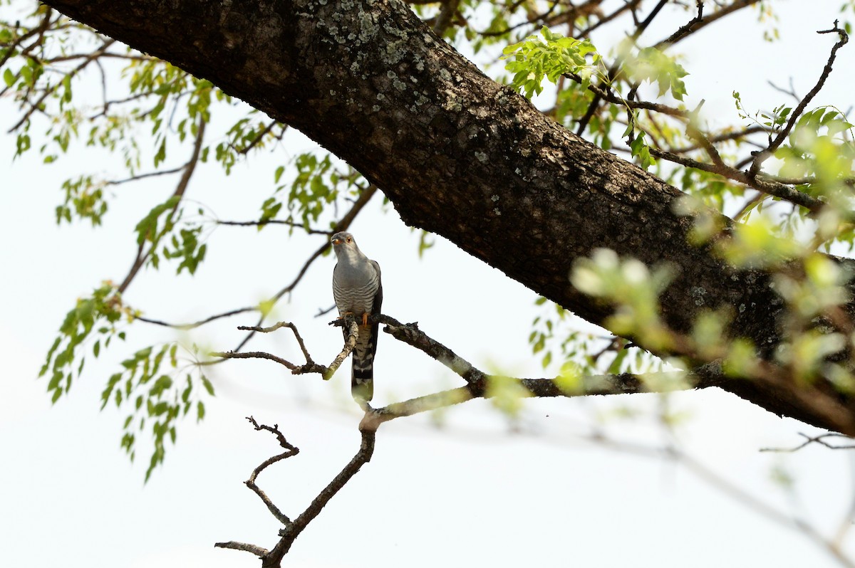 African Cuckoo - ML589771291