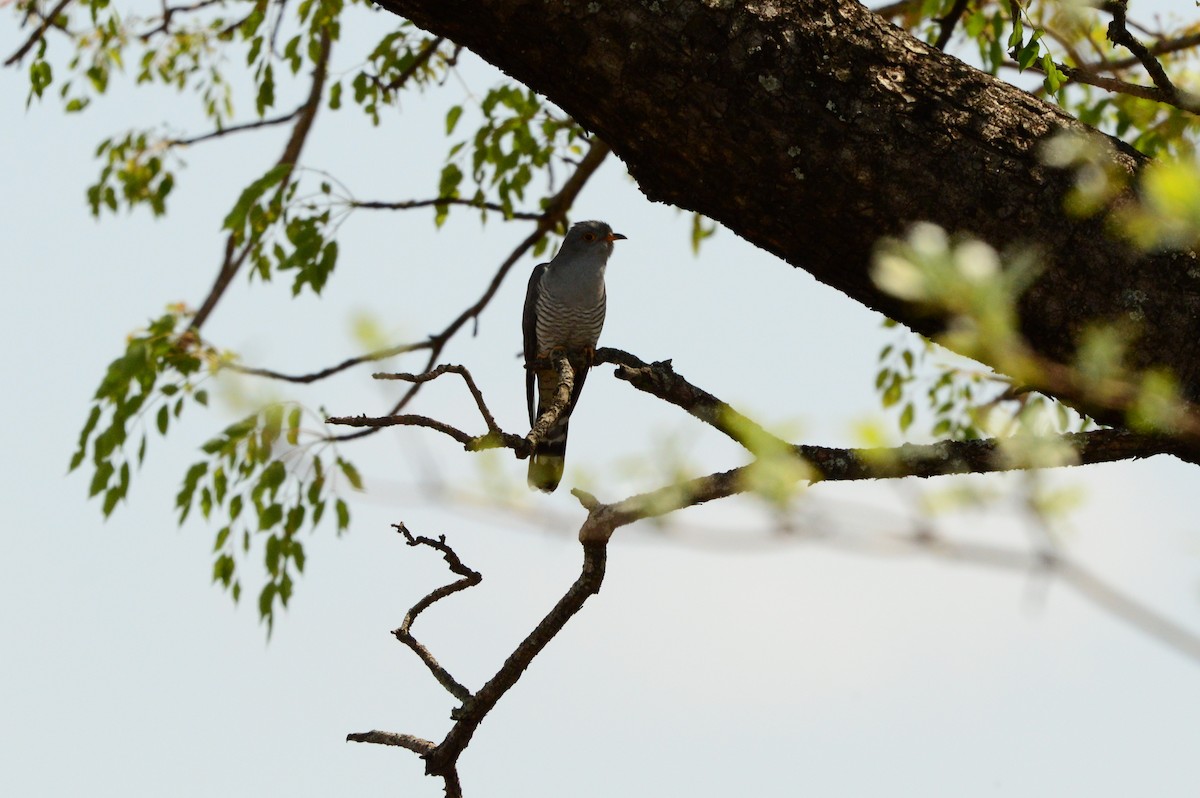 African Cuckoo - ML589771301