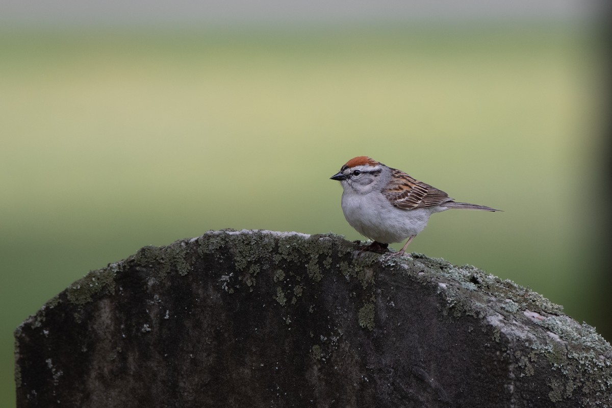 Chipping Sparrow - ML589772841