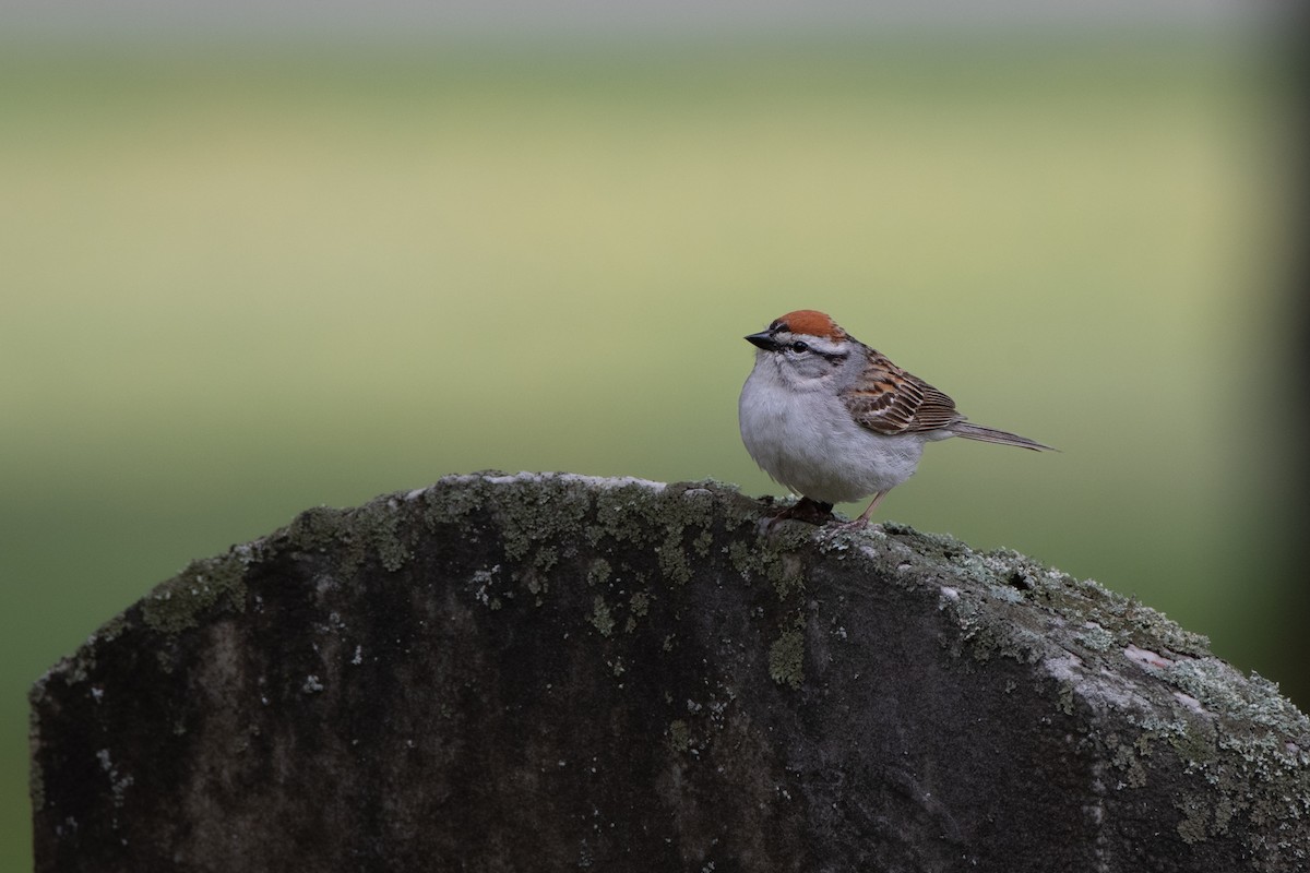 Chipping Sparrow - ML589772851